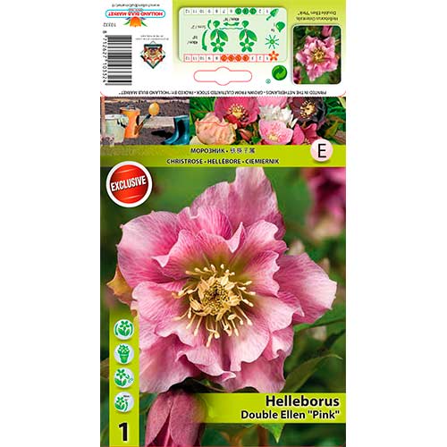 Čemeřice (Helleborus) Double Ellen Pink obrázek 1 artikel 76262