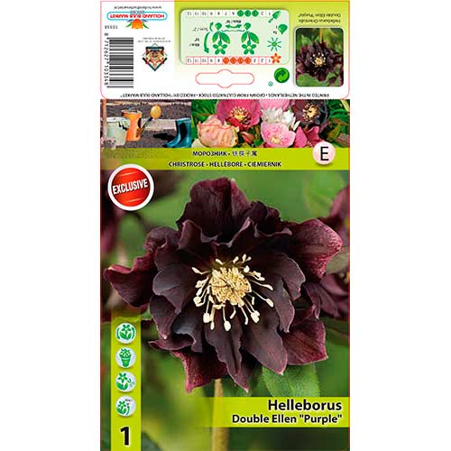 Čemeřice (Helleborus) Double Ellen Purple artikel fotografie 1 Čemeřice (Helleborus) Double Ellen Purple obrázek 1 artikel 76263
