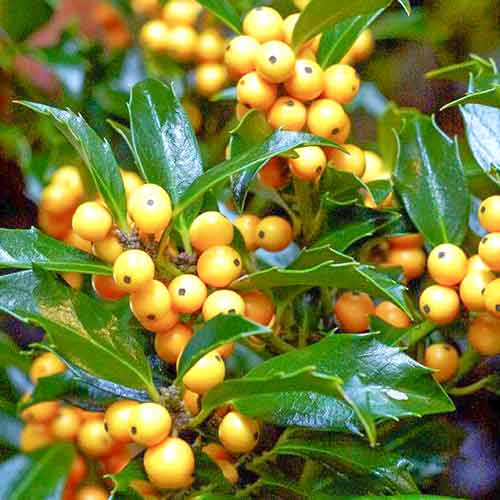 Cesmína Golden Girl obrázek 1 artikel 4744