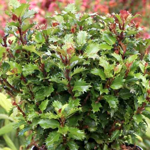 Cesmína Little Rascal Mondo artikel fotografie 1 Cesmína Little Rascal Mondo obrázek 1 artikel 4745