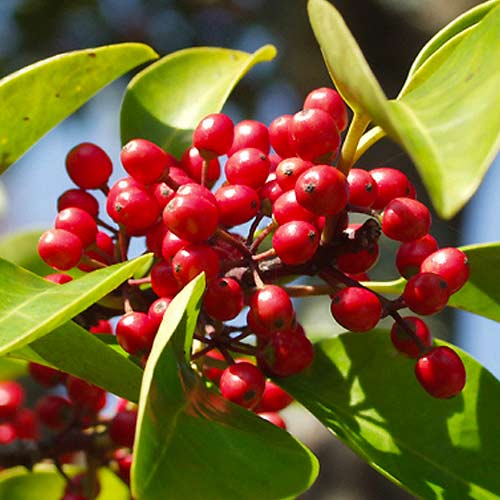 Cesmína Red Dot obrázek 1 artikel 5612