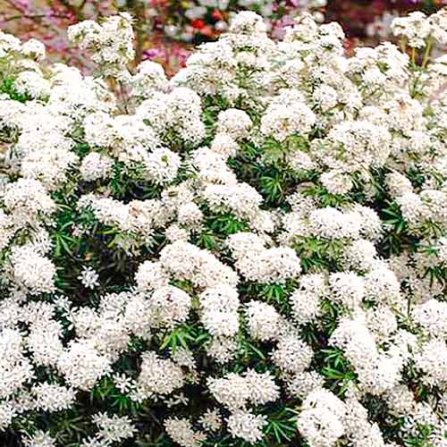 Choisya White Dazzler obrázek 1 artikel 5594