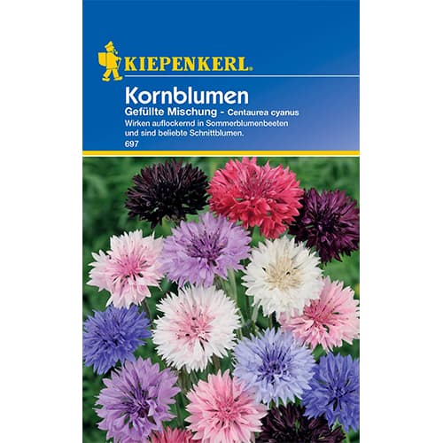 Chrpa modrá, směs barev obrázek 1 artikel 50062