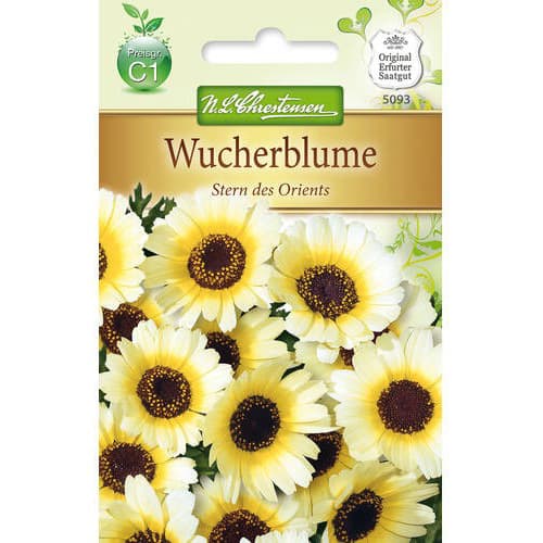 Chryzantéma Stern des Orients obrázek 1 artikel 78900