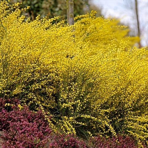 Čilimník Allgold artikel fotografie 1 Čilimník Allgold obrázek 1 artikel 76688