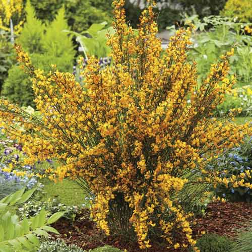 Čilimník Apricot Gem, С2 obrázek 1 artikel 8212