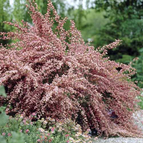 Čilimník Moyclare Pink, С2 artikel fotografie 1 Čilimník Moyclare Pink, С2 obrázek 1 artikel 8214