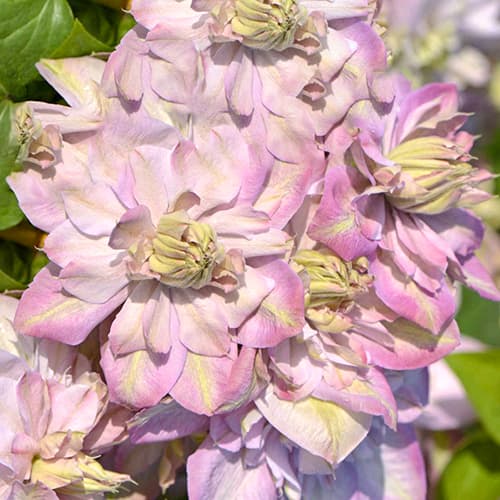 Clematis Anna's Choice, С2 artikel fotografie 1 Clematis Anna's Choice, С2 obrázek 1 artikel 5464