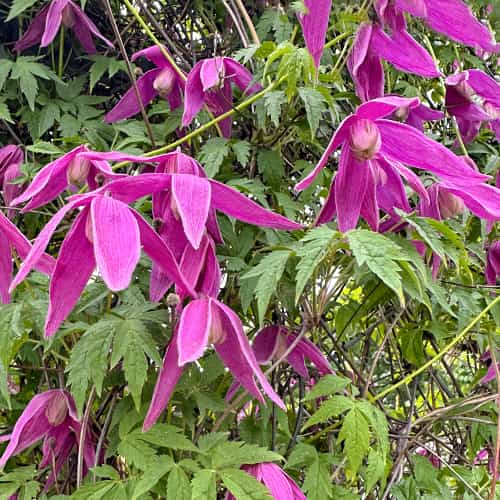 Clematis Constance, С2 obrázek 1 artikel 5470