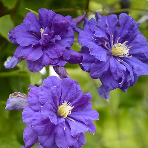 Clematis Floral Dance, С2 obrázek 1 artikel 5473