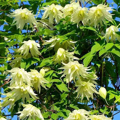 Clematis Golden Dream, С2 obrázek 1 artikel 5474