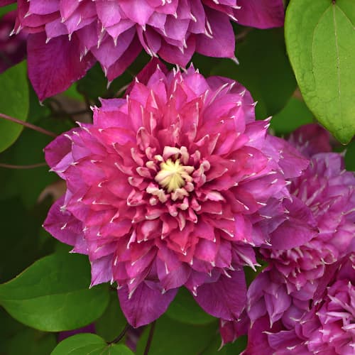 Clematis Hot Love, С2 obrázek 1 artikel 5477