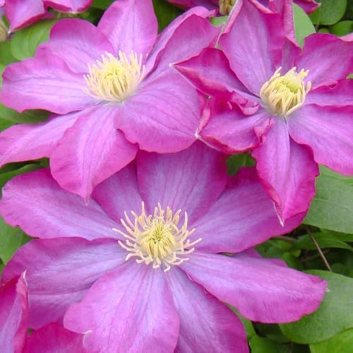 Clematis Kakio Pink Champagne, С2 obrázek 1 artikel 5481