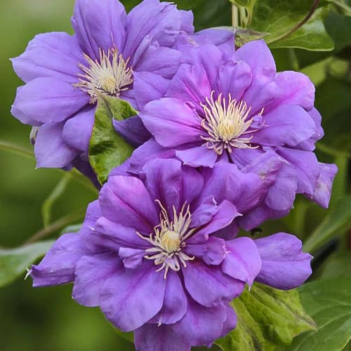 Clematis Krolowa Bona, С2 obrázek 1 artikel 5482