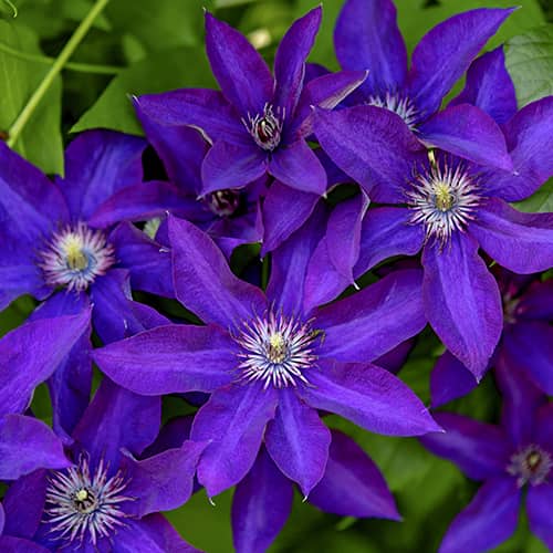 Clematis Lavender Beauty, С2 obrázek 1 artikel 5483