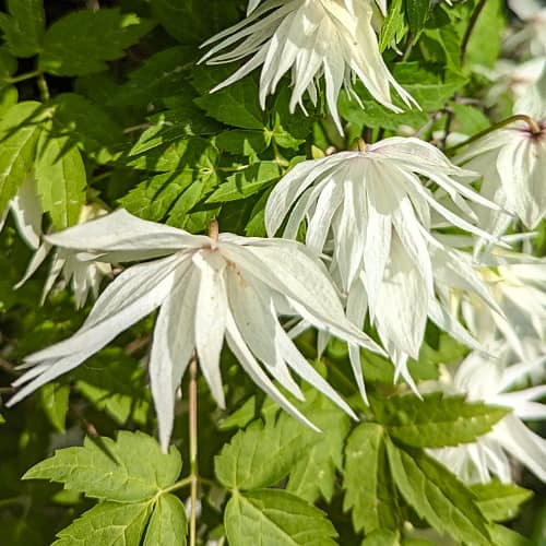 Clematis Lemon Dream, С2 obrázek 1 artikel 5484