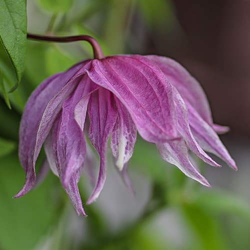 Clematis Purple Dream, С2 artikel fotografie 1 Clematis Purple Dream, С2 obrázek 1 artikel 7762