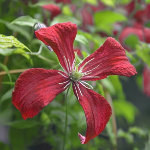 Clematis Strawberry Fields, С2 artikel fotografie 1 Clematis Strawberry Fields, С2 obrázek 1 artikel 7764