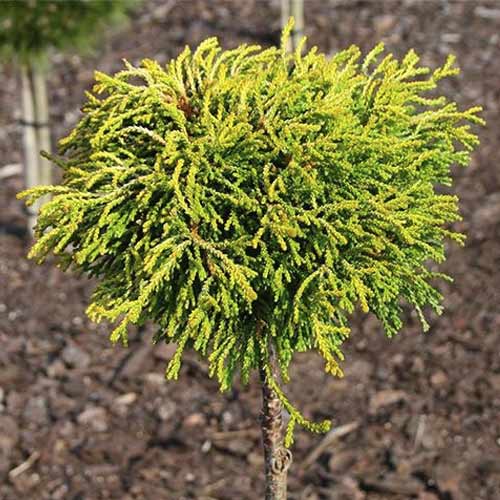 Cypřišek Gitte, C4 artikel fotografie 1 Cypřišek Gitte, C4 obrázek 1 artikel 8244