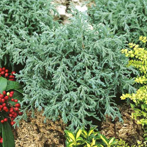 Cypřišek hrachonosný Baby Blue, C2 obrázek 1 artikel 7733