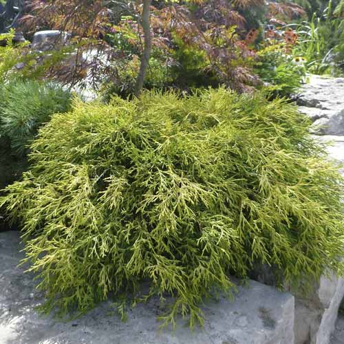 Cypřišek hrachonosný Sungold, C2 obrázek 1 artikel 7761