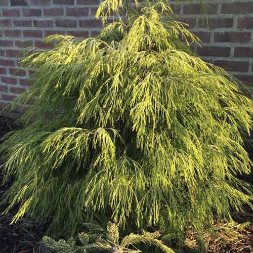 Cypřišek Karaca, C4 obrázek 1 artikel 8243