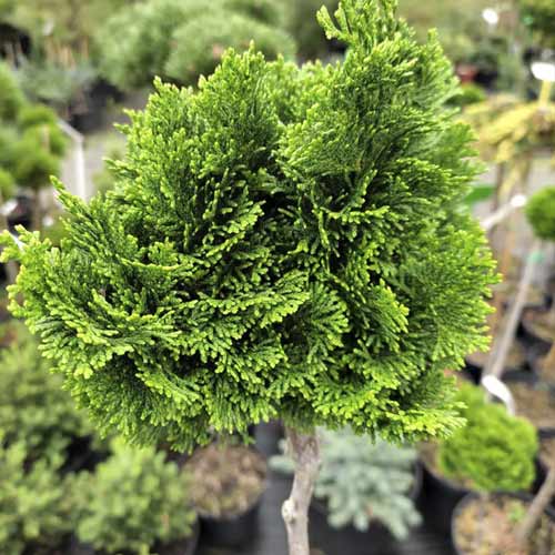 Cypřišek Nana Gracilis, C4 obrázek 1 artikel 8245