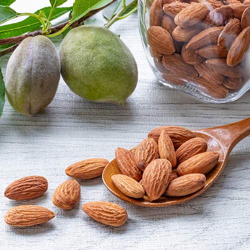 Mandloň Avijor, С2 obrázek 2 artikel 7947