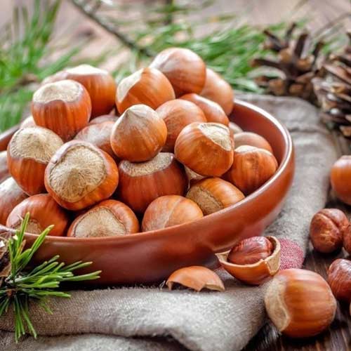 Líska Kuban obrázek 1 artikel 4282