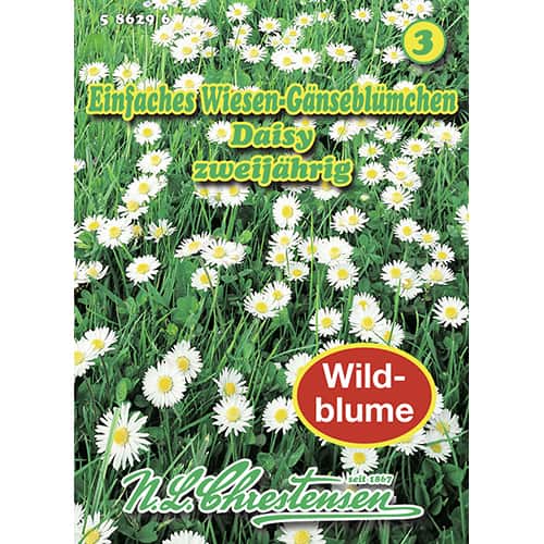 Sedmikrásky trvalky Daisy obrázek 1 artikel 87801