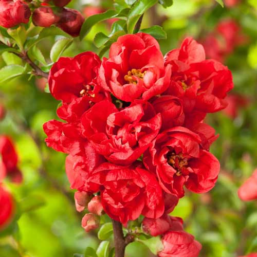 Kdouloň japonský Red Joy artikel fotografie 1 Kdouloň japonský Red Joy obrázek 1 artikel 9203