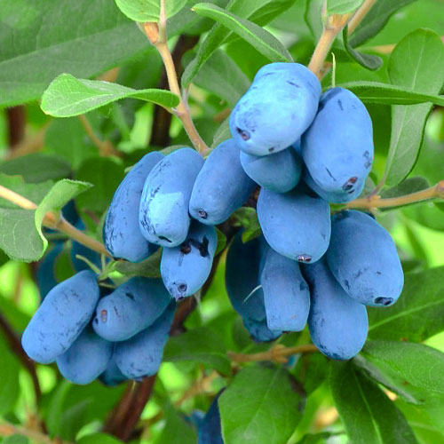 Zimolez kamčatský Altaj artikel fotografie 1 Zimolez kamčatský Altaj obrázek 1 artikel 9271