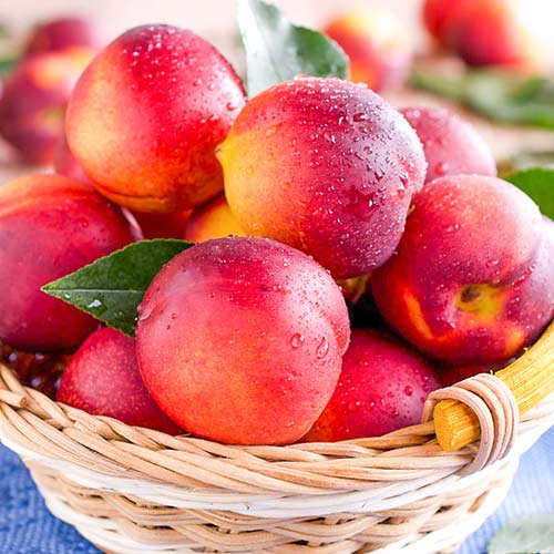 Nekrarinka Caldesi 2000 artikel fotografie 1 Nekrarinka Caldesi 2000 obrázek 1 artikel 4287