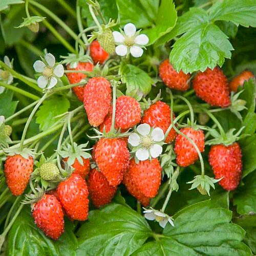 Jahoda Lesní Baron von Solemacher obrázek 1 artikel 9604