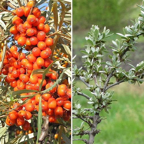 Rakytník řešetlákový Altajský: samec (1) + samice (1) obrázek 1 artikel 9285