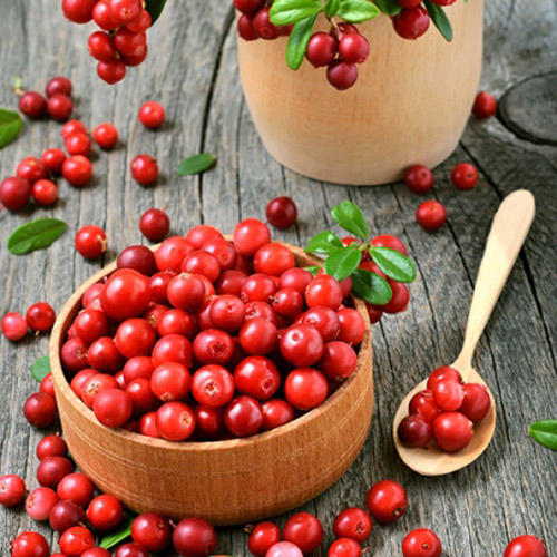 Brusnice Koralle artikel fotografie 2 Brusnice Koralle obrázek 2 artikel 9207