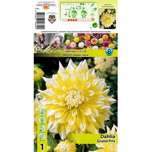 Dahlia (Jiřina) Grand Prix obrázek 1 artikel 70373