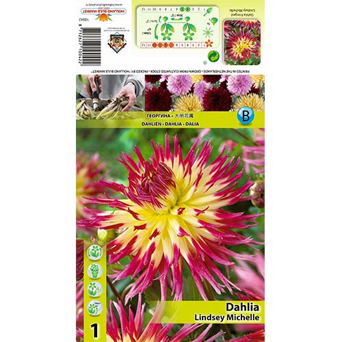 Dahlia (Jiřina) Lindsay Michelle obrázek 1 artikel 70378