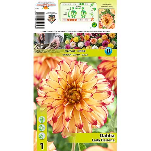 Dahlia (Jiřina) okrasná Lady Darlene obrázek 1 artikel 70377