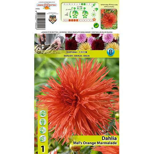 Dahlia (Jiřina) Orange Marmelade obrázek 1 artikel 70374