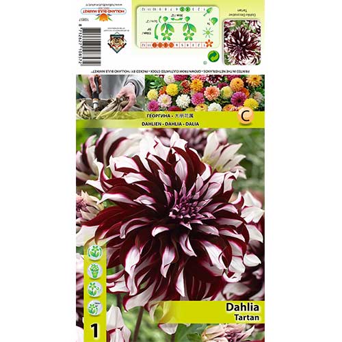 Dahlia (Jiřina) Tartan artikel fotografie 1 Dahlia (Jiřina) Tartan obrázek 1 artikel 70381