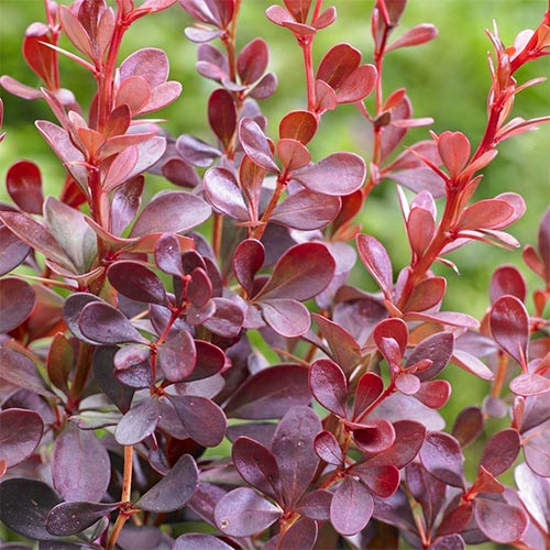 Dřišťál Thunbergův Dart's Red Lady, P9 obrázek 1 artikel 9001