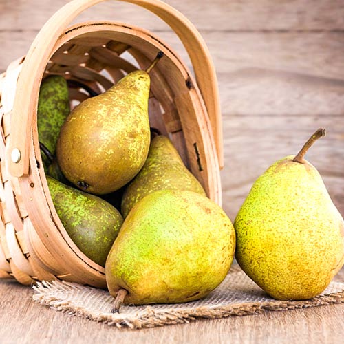 Hrušeň Abate Fetel obrázek 1 artikel 4306