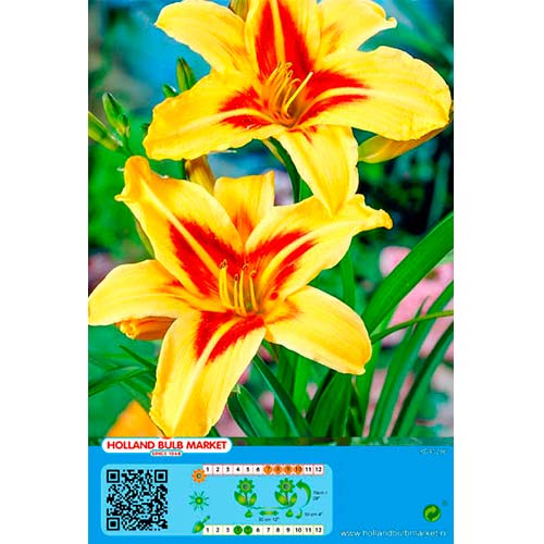 Denivka (Hemerocallis) Bonanza obrázek 1 artikel 76454