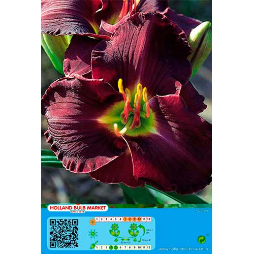Denivka (Hemerocallis) Double Black artikel fotografie 1 Denivka (Hemerocallis) Double Black obrázek 1 artikel 76666