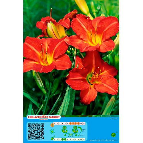Denivka (Hemerocallis) Red obrázek 1 artikel 76457