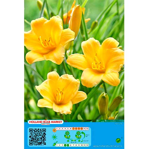 Denivka (Hemerocallis) Yellow obrázek 1 artikel 76458