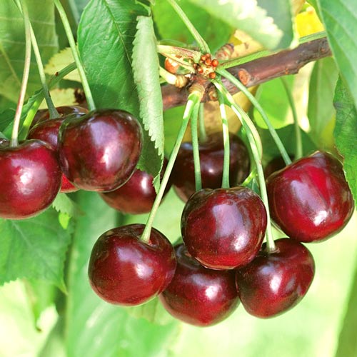 Třešeň Ferrovia artikel fotografie 1 Třešeň Ferrovia obrázek 1 artikel 7970