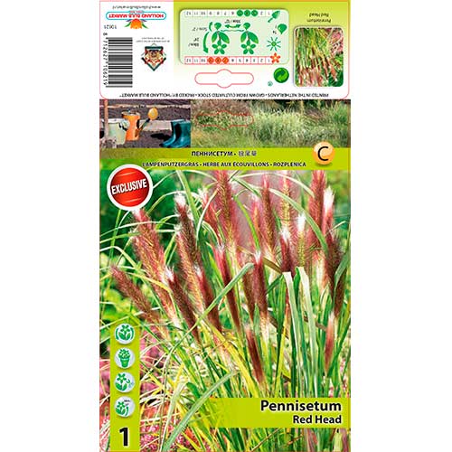 Dochan psárkovitý (vousatec) Red Head obrázek 1 artikel 76346