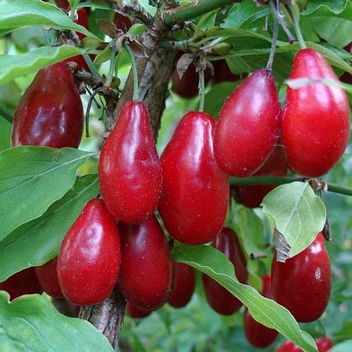 Dřín obecný Jolico obrázek 1 artikel 4698